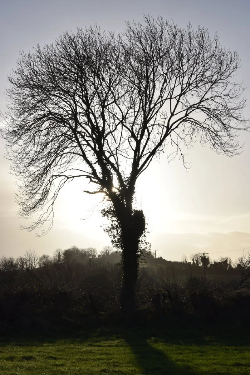 A single ash tree in winter silhouette, backlit by pale winter sun, standing in an Irish field with ivy on its trunk and bare branching structure visible against the sky