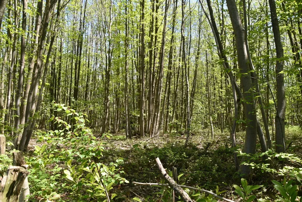 Coppiced woodland in summer showing characteristic multi-stemmed regrowth and dappled light through the canopy
