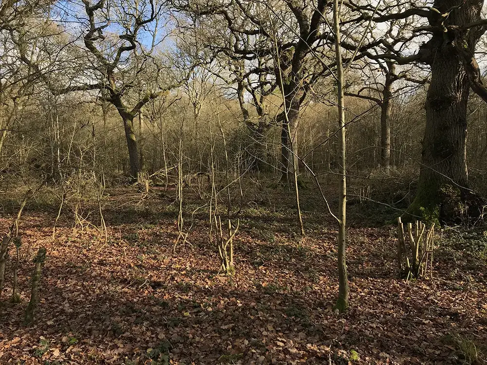 On British Timber
