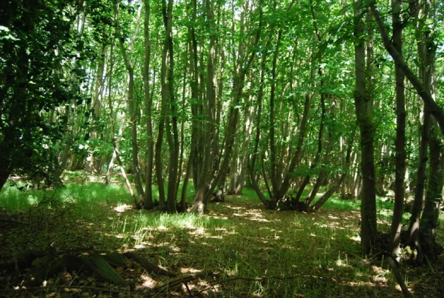 Actively managed coppice woodland showing tall hazel poles and multi-stemmed stools in dappled summer light, with grass on the woodland floor