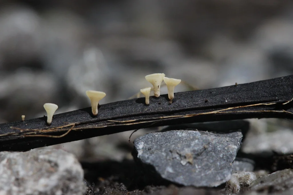Hymenoscyphus fraxineus fruiting bodies — tiny white cups on a blackened ash leaf rachis, the source of the airborne spores responsible for ash dieback