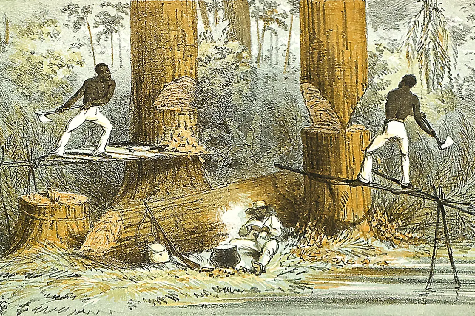 Historical image of mahogany felling in Honduras